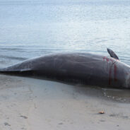 Over 50 Pilot Whales Lose Their Lives in Mass Stranding