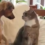 Owner Teaches Dog How To Properly Pet A Cat