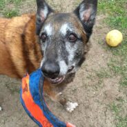 Pup with a Cleft Palate and Missing Toes Barely Notices His Differences