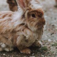 Rabbit Rescue Saves 19 Bunnies That Were Released In Florida Neighborhood