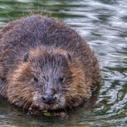 Rabid Beaver Bites Girl Swimming in Georgia Lake