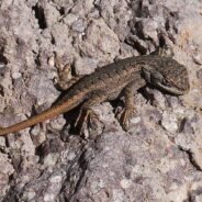 Rare Dunes Sagebrush Lizard Faces Extinction in Oil Basin Battle