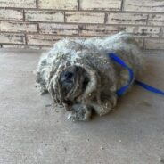 Rescue Dog in Texas Covered in 3lbs of Matted Fur & Stickers Gets Second Chance at Life