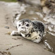 Rescue Seals Kiss Each Other Goodbye When They’re Finally Set Free