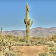 Saguaro Cactus Can’t Take the Heat but There’s No Way to Escape the Kitchen