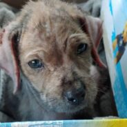 Scared Stray Puppy Transforms After Family Helps Her Off The Streets