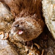 Sea Otter Attacks Are Frightening Beachgoers Along California Coastline