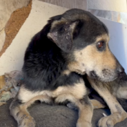 Senior Dog Rescued From Euthanasia Can’t Stop Smiling In His New Home