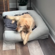 Senior Golden Retriever Can’t Stop Smiling After Being Saved From Neglect