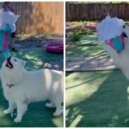 Siberian Husky Has a Blast Cracking Open Her Birthday Piñata