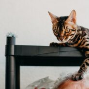 Signs Your Bengal Cat Has A Neurological Disorder