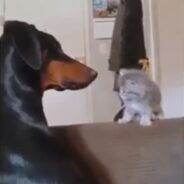 Sweet Dog Holds Perfectly Still and Lets Kitten Boop His Nose Repeatedly