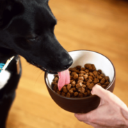 The Benefits of Air-Dried Dog Food