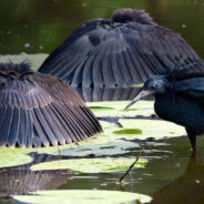 The Black Heron Can Turn Into An Umbrella When It Hunts Its Prey