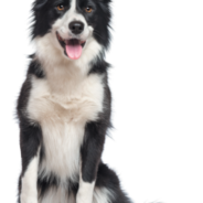 The Border Collie — Mastermind of the Dog World