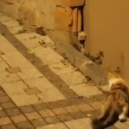 Tiny Moue Chases Hungry Cat Away And Lives To Tell The Tale