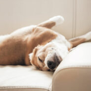 Training Tips for Keeping Your Dog off the Couch