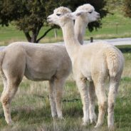 Two Alpacas Cruising Through the Drive-Thru of a Raising Cane’s Captured on TikTok