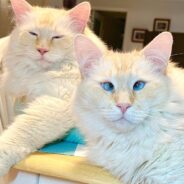 ‘Two Polar Bears Masquerading As Flame Point Ragdolls’ Bring Lots of Fun to Their Home