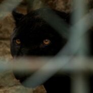 UK Residents Continue to See Large Black Wildcats, & Now Hairs Have Been Found Pointing to their Existence