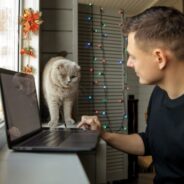 Video Vet Appointments Less Stressful for Cats