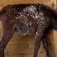 Watch a Shy Rescue Donkey Turn into a Sassy Ball of Energy