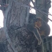 Watch Lulu the Squirrel Shoving Her Baby Squirrel into Their New Home