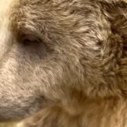 Watch the Moment a Bear Finds a Camera at His Wildlife Sanctuary