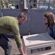 Watch this Rescue Husky Melt at the First Good Brushing She’s Had in Forever