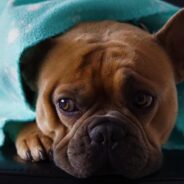 Ways to Naturally Treat Dog Sores at Home