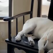 Wild Squirrel and Dog Become Friends With a Daily Visit