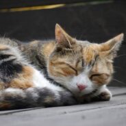 Woman Adopts Blind Cat Without Knowing What to Expect, Says She’s the Same as a Cat Who Can See