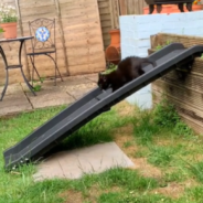 Woman Goes Viral For Adapting Her Yard For Her Dwarf Cat