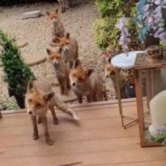 Woman Wakes Up Every Morning to Feed Wild Foxes