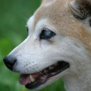 10 Tips for Living with a Blind Dog or Cat