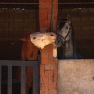 26 Horses Die In Georgia Barn Fire