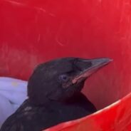 A Human Works with a Family of Crows to Save Their Fledgling