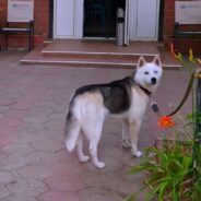 Abandoned Husky Cries on the Street for Help in Ukraine Until Someone Steps Forward