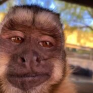 Abandoned Monkey Loses Family and Then Finds Forever Home