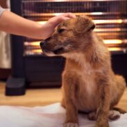 Abandoned Puppy Follows Couple Across Town to Visit New Forever Home