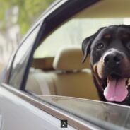 Adorable Apple Campaign Starring “The Invincibles” Features Dogs & Their Prostheses