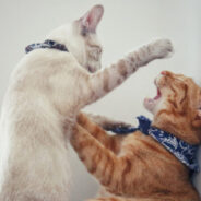 Aggression in Cats