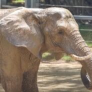 Aging Animals at the Zoo Get the Care They Need