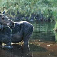 An Angry Moose Chased a Bear Into a Glass Window as it Frantically Tried to Escape Pursuit