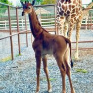 An Extremely Rare “Spotless” Giraffe is Born in a Tennessee Zoo, & She Needs a Name