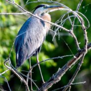 Be Kind To Our Feathered Friends: A Guide To Being A Responsible Bird Watcher