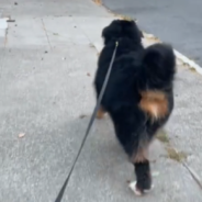 Bernese Mountain Dog Is Too Excited To Greet His Favorite Human