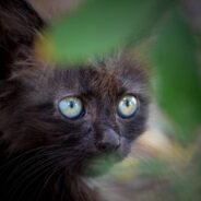 Black Kitten Rescued After Nearly Being Hit By a Bus, Cares for Fellow Kitten in His New Home