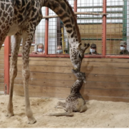 Boston’s Franklin Park Zoo Announced the Birth of a Masai Giraffe!