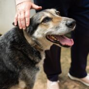 Can Geriatric Dogs Benefit from Chiropractic Care?